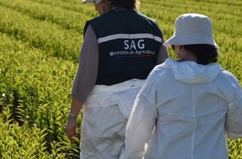 Servicio Agrícola y Ganadero (SAG) busca trabajadores: Pagan sueldos de hasta $1.800.000