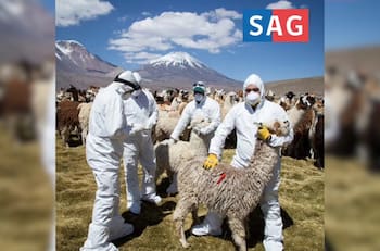 Con sueldos desde $845.000: SAG busca trabajadores