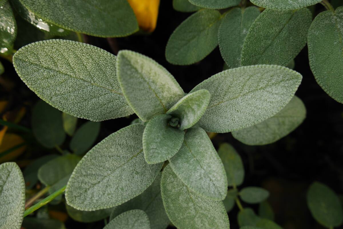 Descubre todos sus beneficios para la salud.