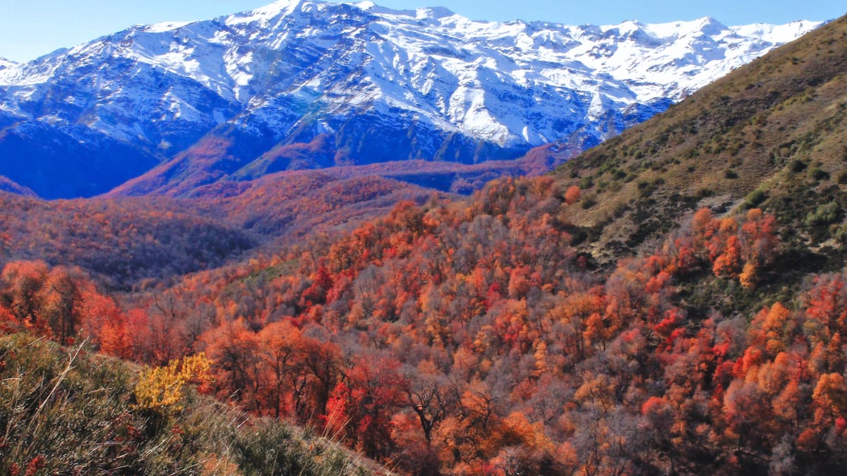 La joya natural de O’Higgins: el pulmón verde con robles centenarios que se vuelve mágico durante el otoño