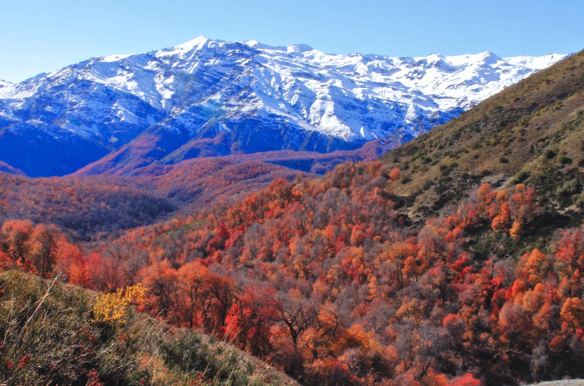 La joya natural de O’Higgins: el pulmón verde con robles centenarios que se vuelve mágico durante el otoño