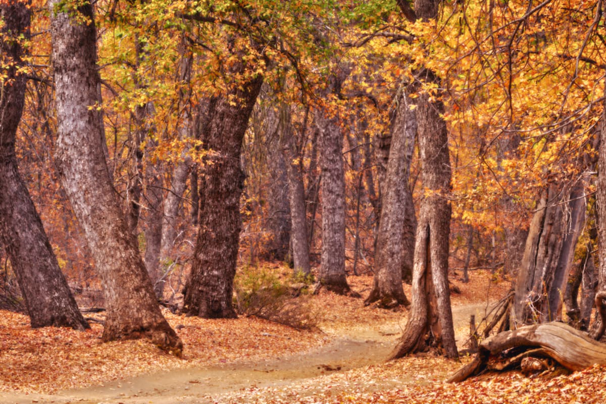 El lugar ofrece el bellísimo paisaje de robles con más de 300 años que tiñen de tonos anaranjados la Región de O'Higgins. Foto: Ministerio del Medio Ambiente.