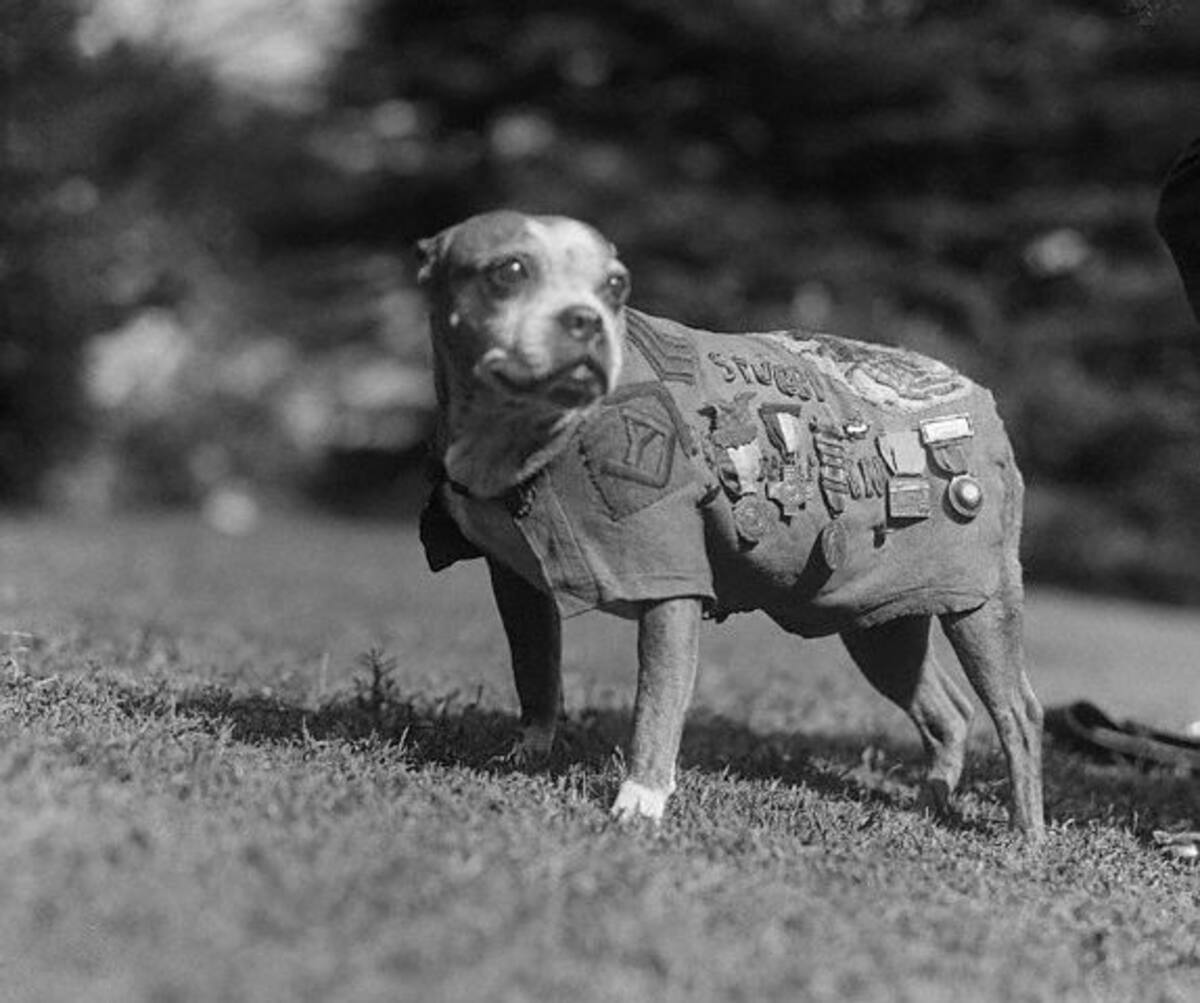 Perros más famosos del mundo.
