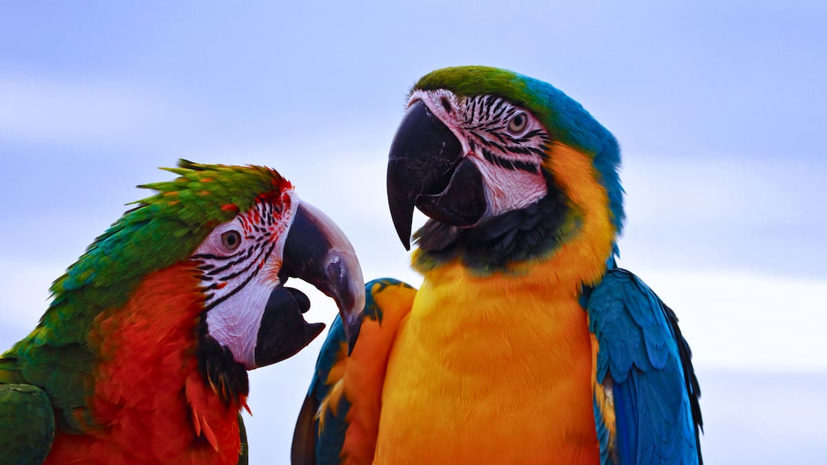 El sorprendente panorama inmersivo con animales que llega al centro de Santiago para las vacaciones de invierno
