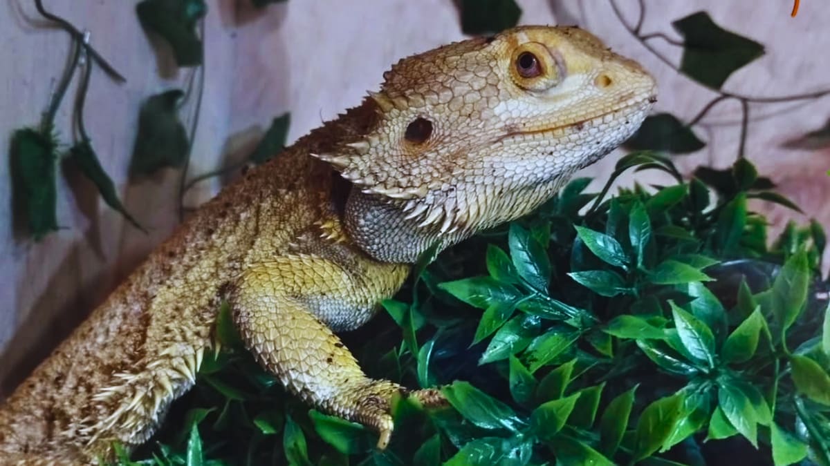 Desde reptiles hasta parques inflables: Los mejores panoramas para terminar las vacaciones de invierno en Santiago