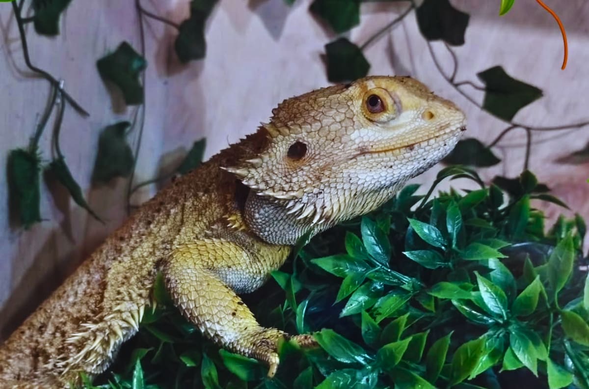 Desde reptiles hasta parques inflables: Los mejores panoramas para terminar las vacaciones de invierno en Santiago