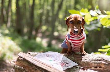 ¡Irá feliz y cómodo! Consejos para viajar durante Semana Santa con tu mascota