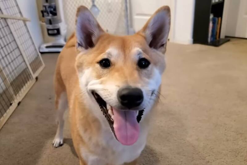 Este perrito logró completar Gyromite en 26 minutos durante el Awesome Games Done Quick.