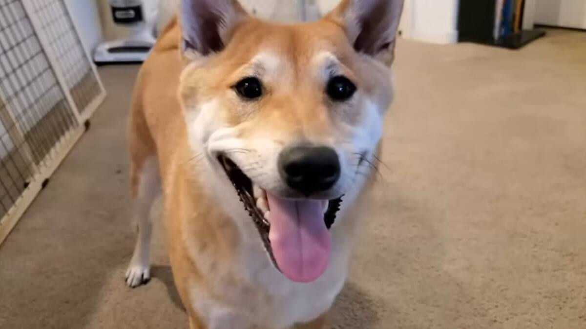 VIDEO | Penaut Butter, el perrito que completó un speedrun en un evento benéfico