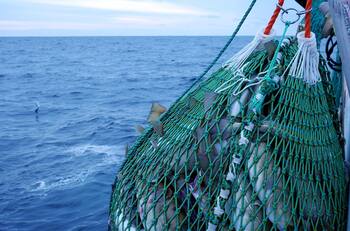 Abre la subasta anual de Subpesca: Estas son las fechas clave y criterios esenciales para participar