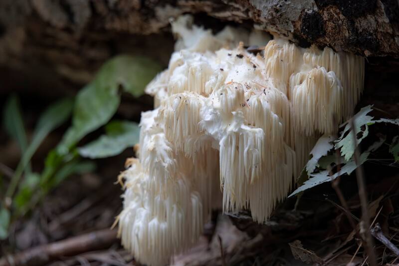 Descubre a continuación todos sus beneficios