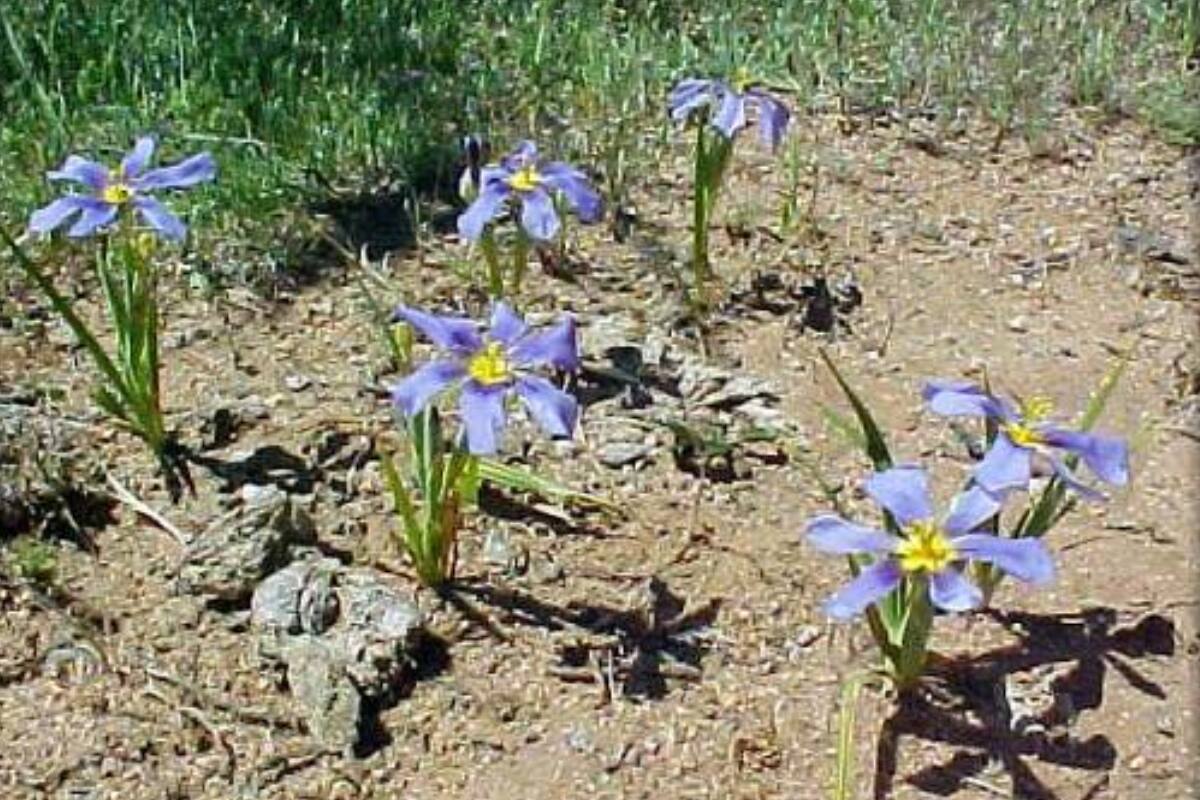 el exoplaneta GJ 367 B fue nombrado en honor a esta flor.