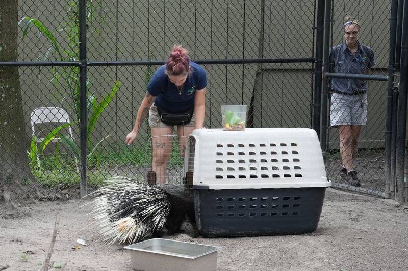 Evacúan animales a zonas protegidas.