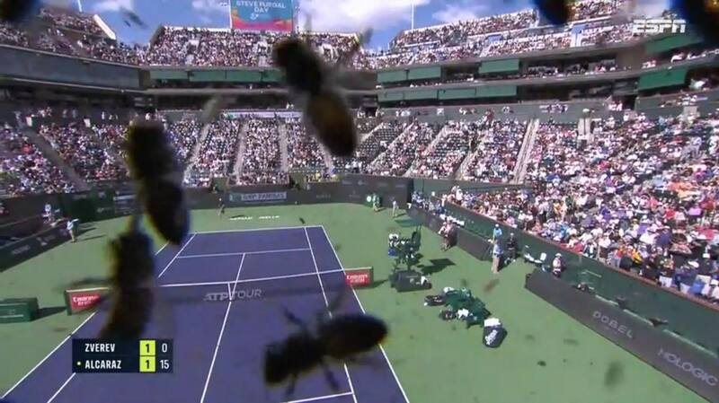 Increíble ataque de abejas en Indian Wells