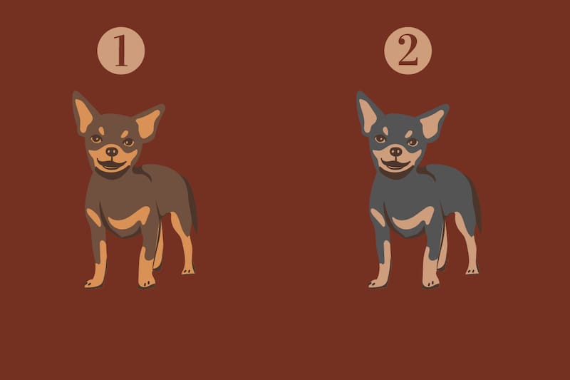 Escoge uno de los dos chiguaguas y descubre cómo te perciben los demás.