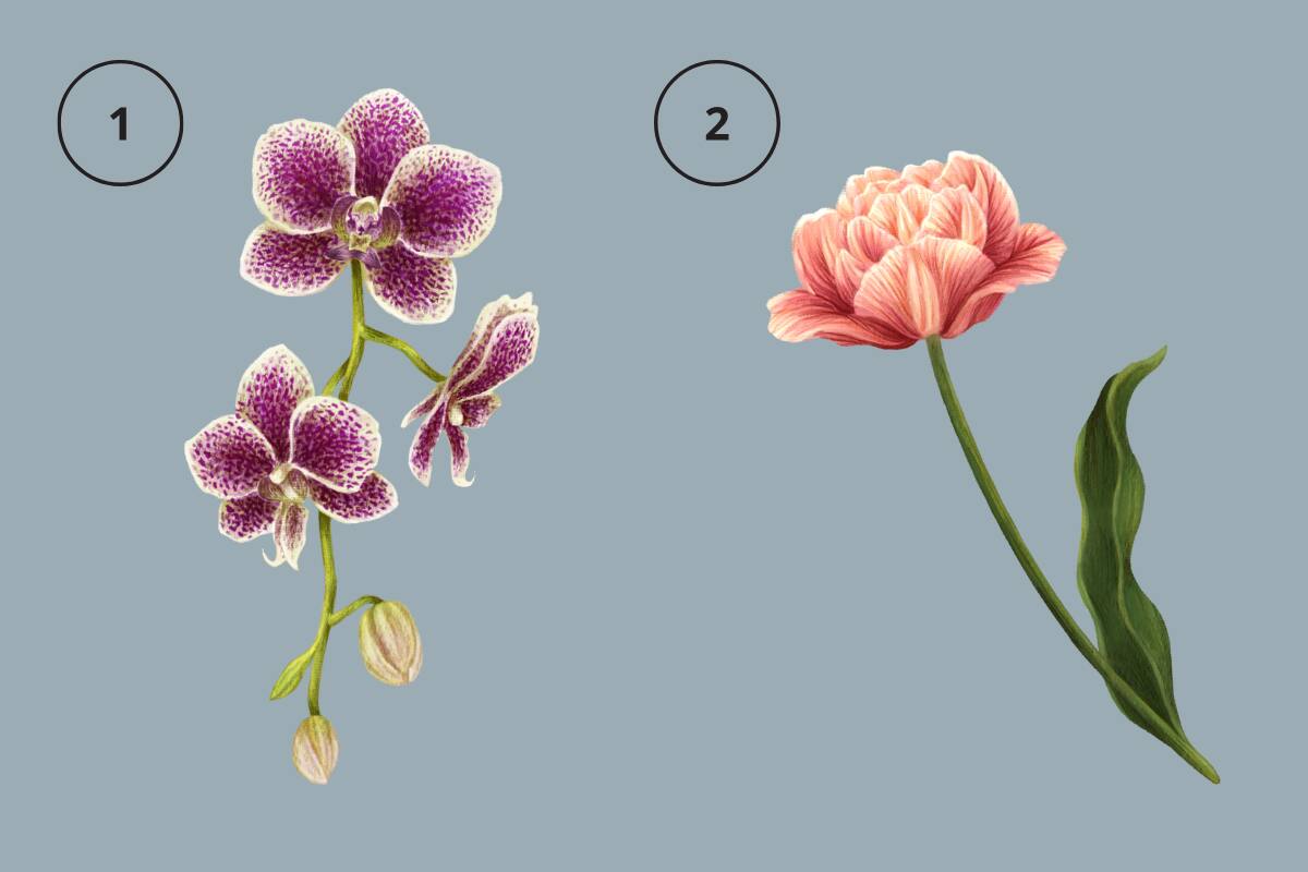 ¿Qué flor llamó más tu atención?