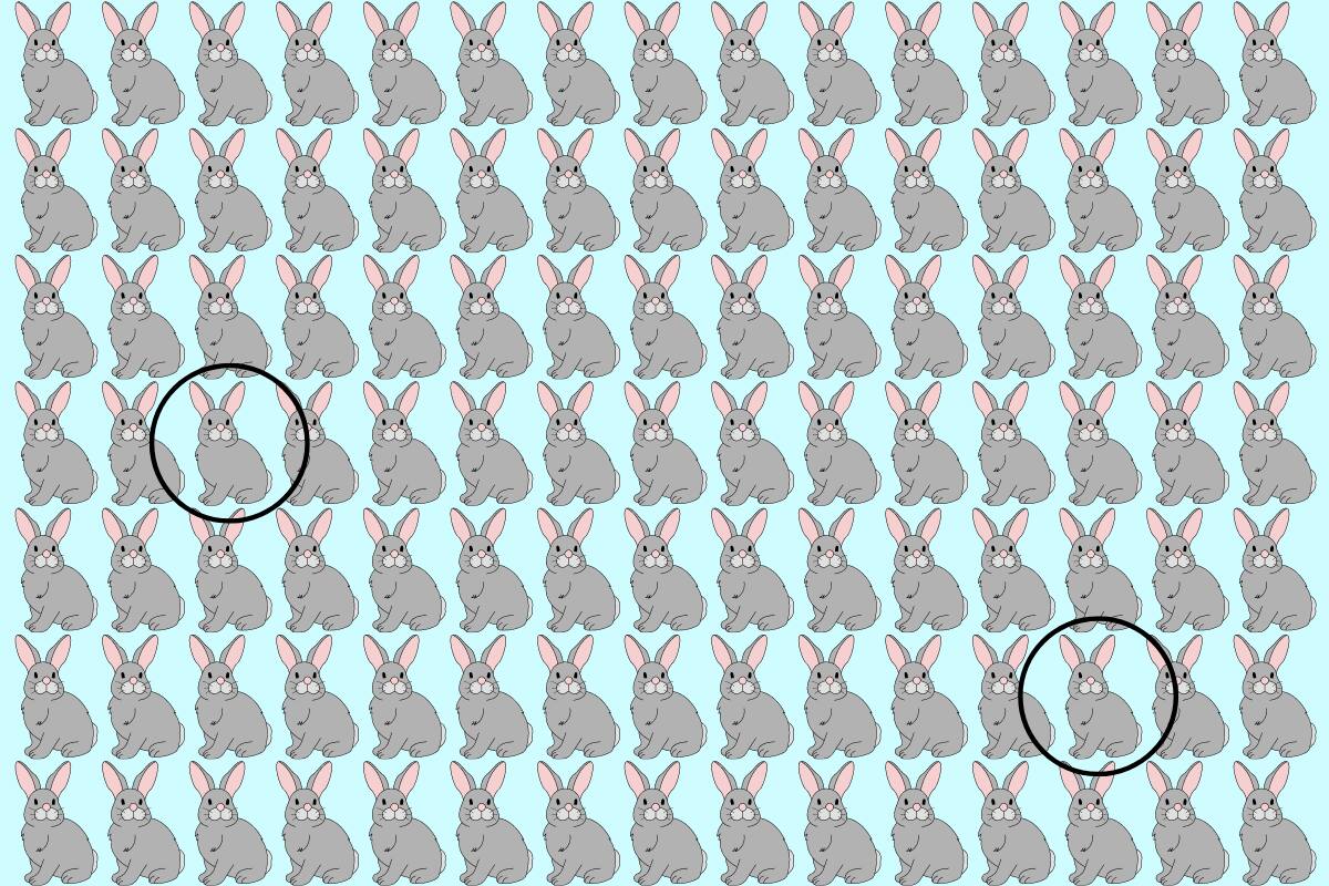 Acá estaban los dos conejitos diferentes.