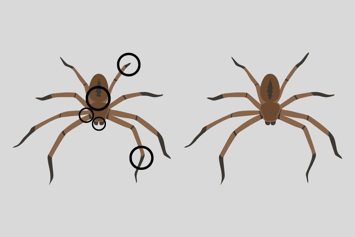 ¡Estas eran las diferencias!