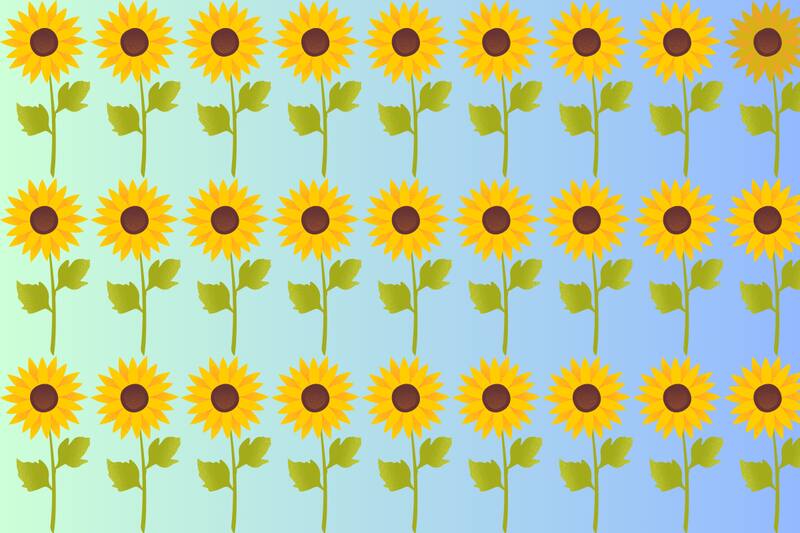 Tienes pocos segundos para encontrar el girasol diferente.