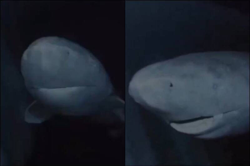Tiburón en las aguas de Groenlandia.