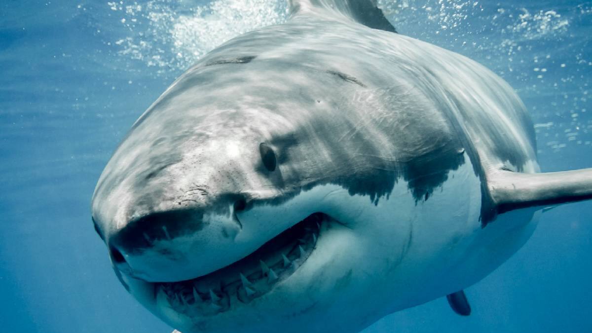 VIDEO | El escalofriante momento en que un tiburón devora a un turista en una playa de Egipto