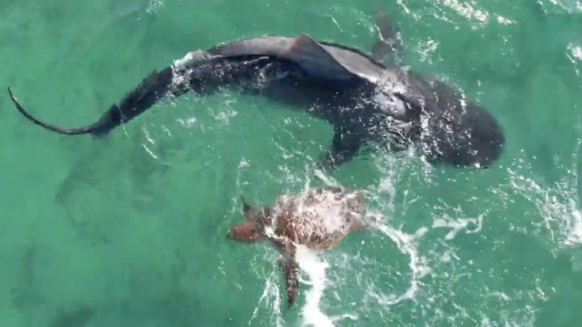 ¡No lo creerás! Tiburón busca ayuda para rescatar a una tortuga herida y el conmovedor momento se viraliza