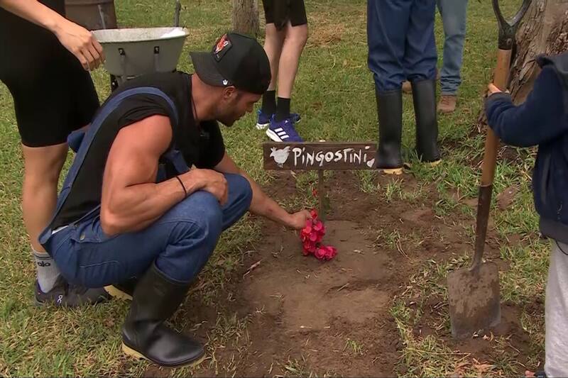 ¿Por qué se murio el gallo de "Tierra Brava"?