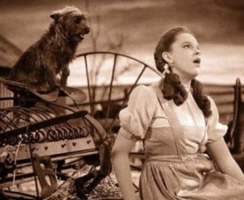 Perros más famosos del mundo.