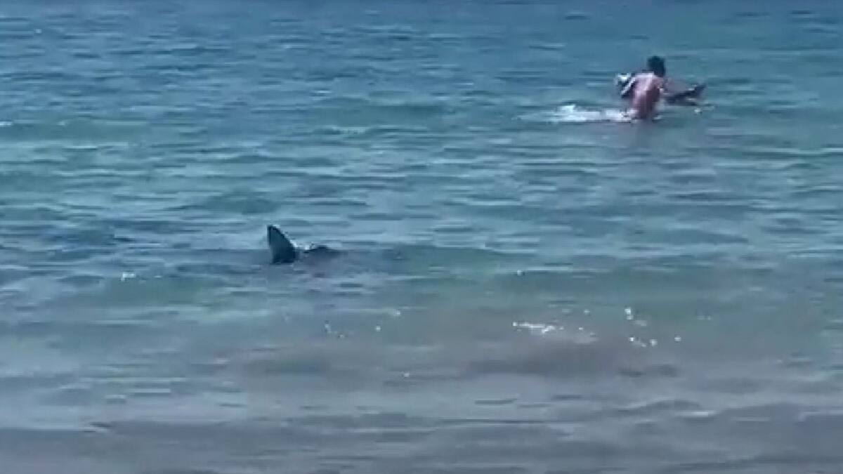 VIDEO | Un tiburón de dos metros asustó a todos en una playa de España