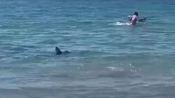 VIDEO | Un tiburón de dos metros asustó a todos en una playa de España