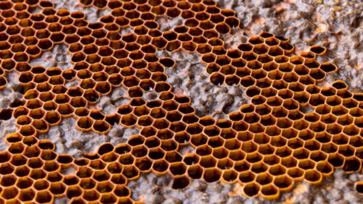 Psicóloga de la Fundación Sigmund Freud aclara por qué la tripofobia puede resultar perjudicial para la salud mental