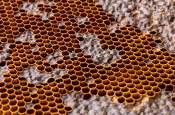 Psicóloga de la Fundación Sigmund Freud aclara por qué la tripofobia puede resultar perjudicial para la salud mental