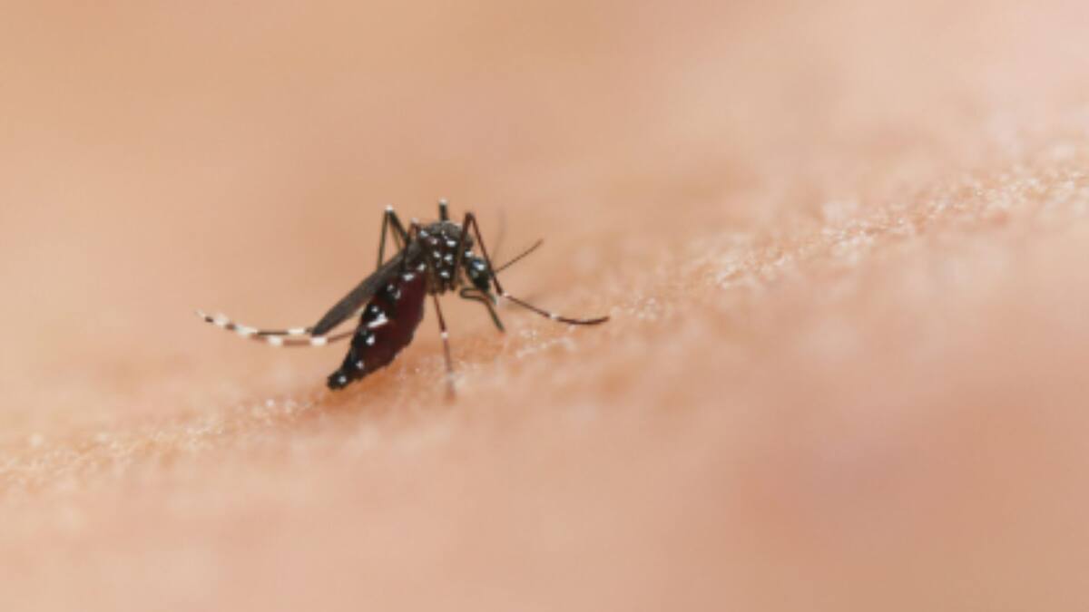 Este truco casero te ayudará a acabar con los mosquitos que aparecen en verano: Es fácil y 100% efectivo