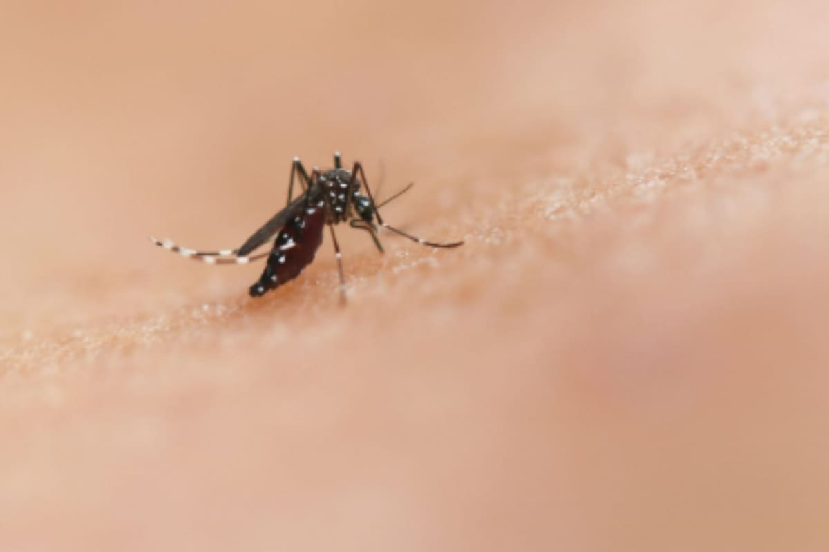 Se necesitan pocos ingredientes para preparar este repelente.
Créditos: Unsplash.