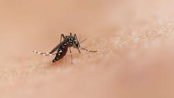 Este truco casero te ayudará a acabar con los mosquitos que aparecen en verano: Es fácil y 100% efectivo