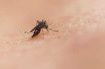 Este truco casero te ayudará a acabar con los mosquitos que aparecen en verano: Es fácil y 100% efectivo