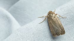 Ni cloro ni bicarbonato: el repelente casero que elimina las polillas de tu hogar sin usar químicos