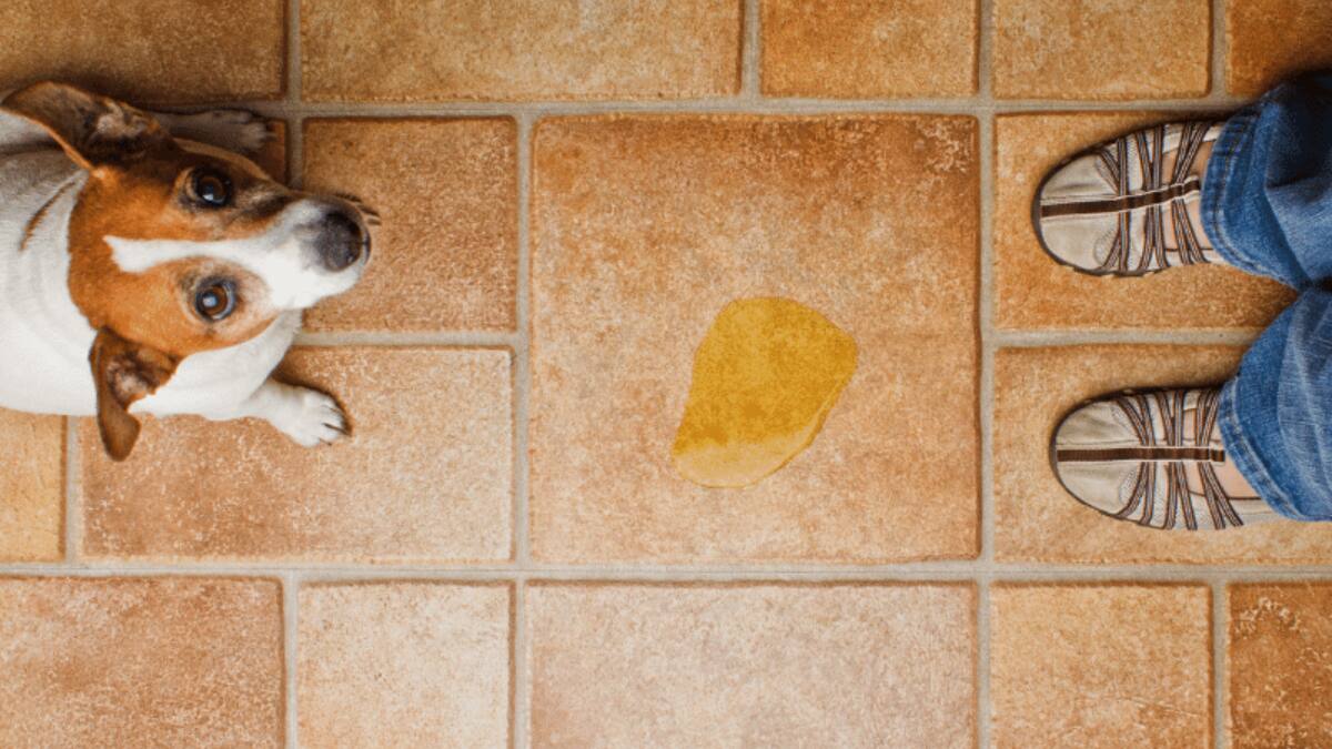 Mezcla casera para eliminar el olor a orina de perros o gatos: sirve para utilizar dentro del hogar o en el patio