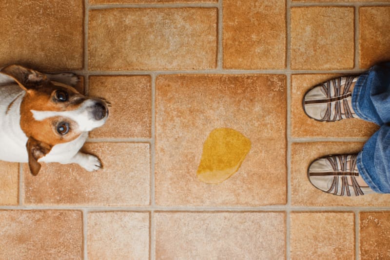 Con sencillos ingredientes puedes crear una mezcla que elimina el olor a orina de tus animales. Créditos: Kamouflage.