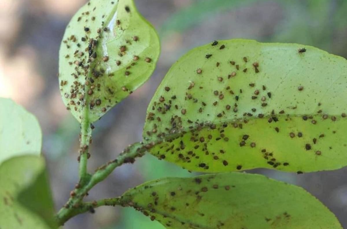 3 trucos caseros para eliminar las plagas de tus plantas: el #2 es infalible