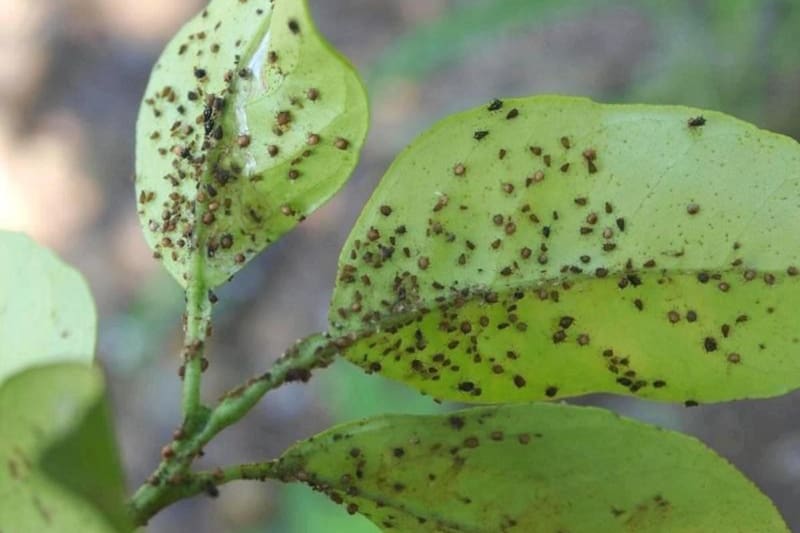 Con productos que tienes en casa puedes eliminar las plagas de tu jardín. Créditos: Agralia Jardín.
