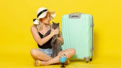 Turbus añade nuevos recorridos PetFriendy: Conoce cuáles son y los requisitos para viajar con tu mascota