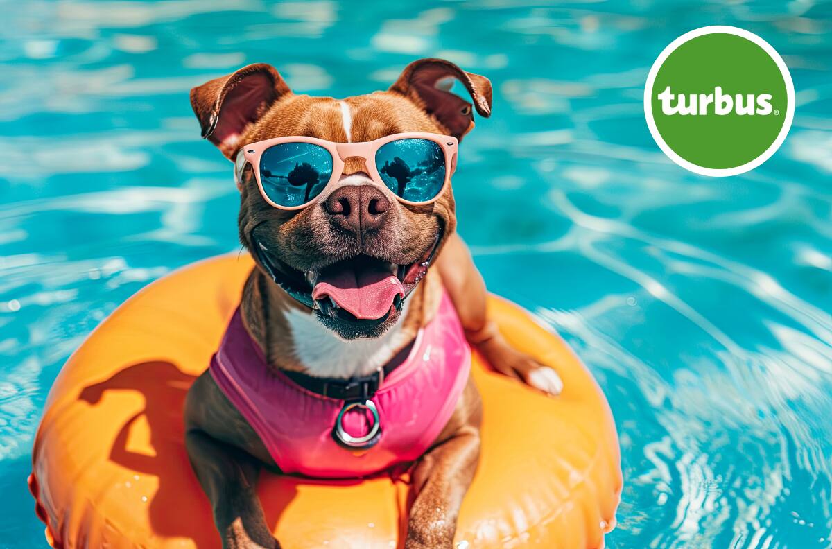 ¿Conocías el servicio? Estos son los recorridos de Turbus que aceptan mascotas