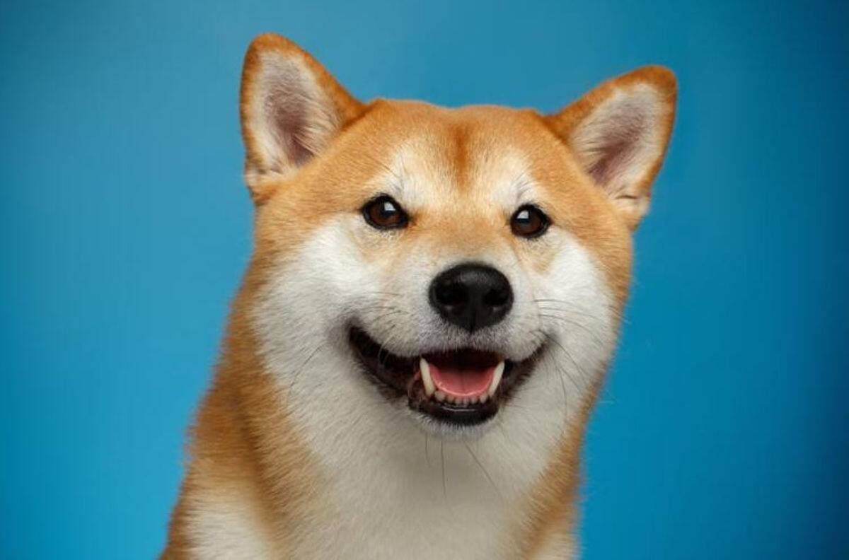 No, no es Cheems: ¿Por qué Doge se tomó el logo de Twitter?