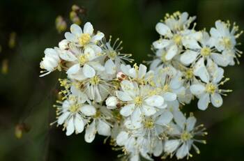 Desaparece las piedras de tus riñones con esta hierba aromática