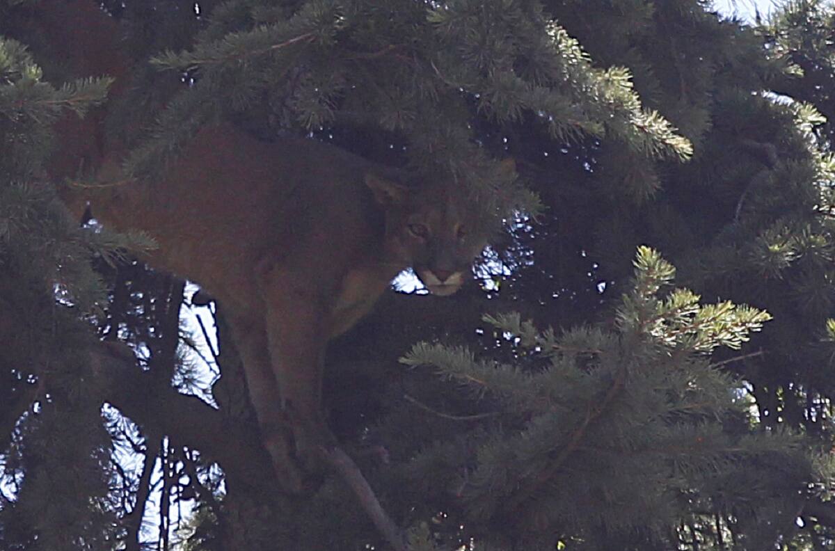 Mujer murió atacada por un puma en Los Ríos: Sacó a pasear a sus perros