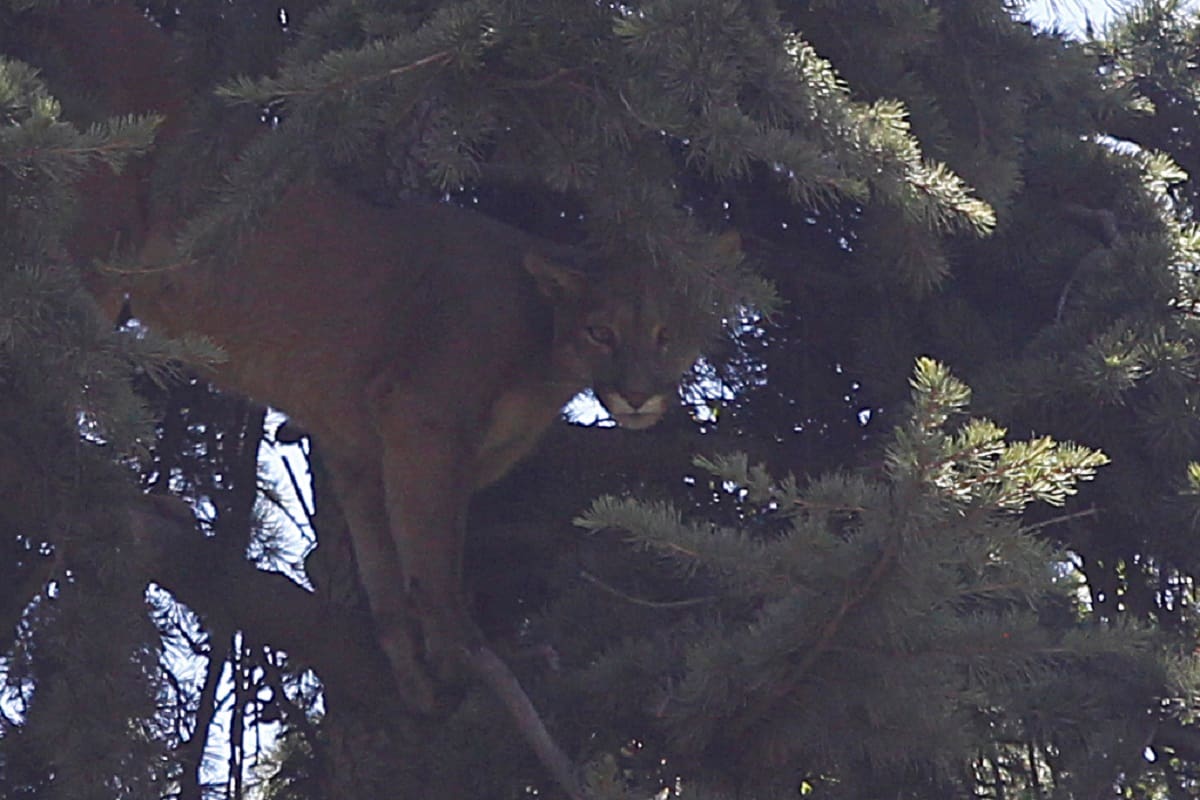 Santiago, 3 de enero 2019
Un puma es encontrado vivo en el sector de El Arrayan en la comuna de Barnechea.
Dragomir Yankovic/Aton Chile