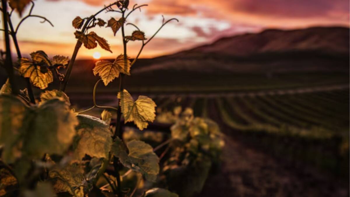 Famoso por su enoturismo, cultura y tradición: Este destino nacional a dos horas de Santiago es ideal para visitar en 2026