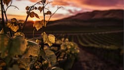 Famoso por su enoturismo, cultura y tradición: Este destino nacional a dos horas de Santiago es ideal para visitar en 2026