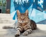 VIDEO | Con gato perdido en el CDA la U comienza la presentación de Juan Martín Lucero